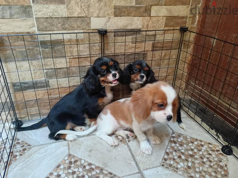 cavalier king Charles 3
