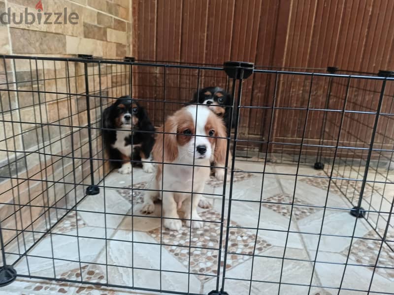 cavalier king Charles 4