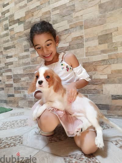 cavalier king Charles