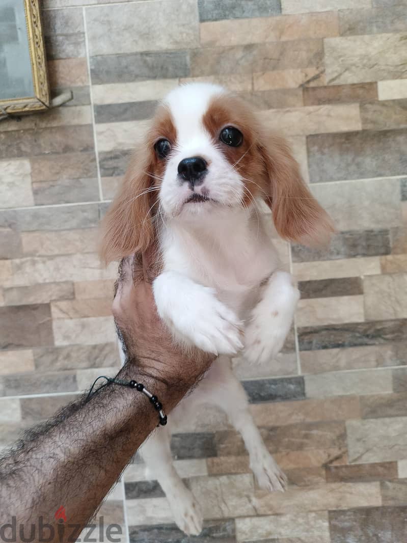 cavalier king Charles 5