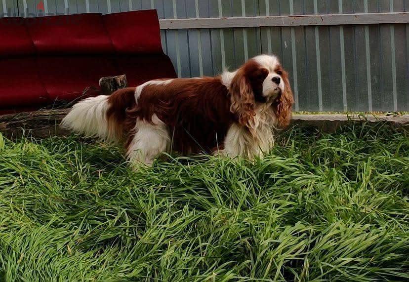 cavalier king Charles 6