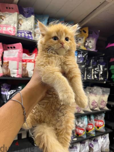 كيتن ٥٠ يوم