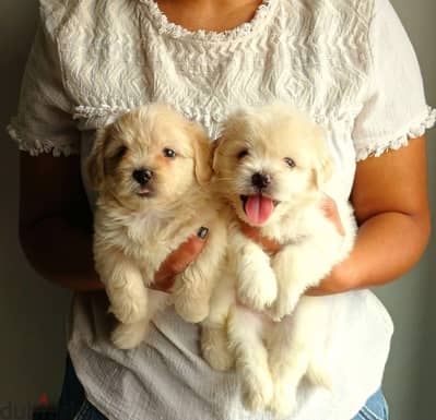 مينى هافانيز سلالة بيور mini havanese teacup pure