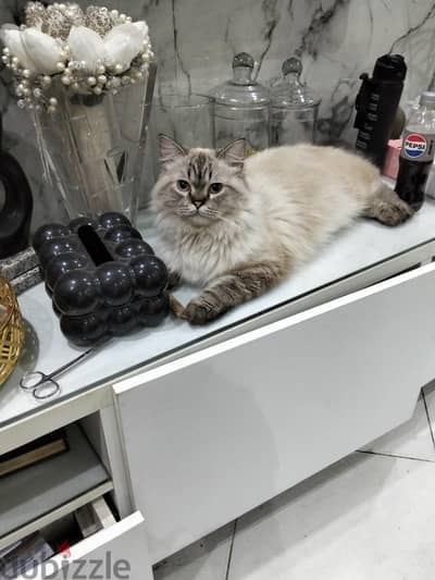 حتة قط سكوتش بيرشن