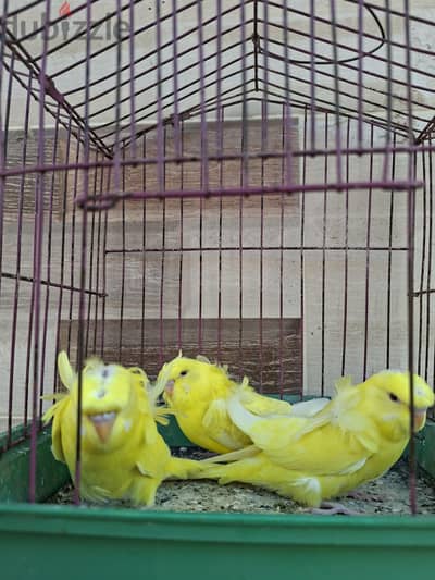 زيادات