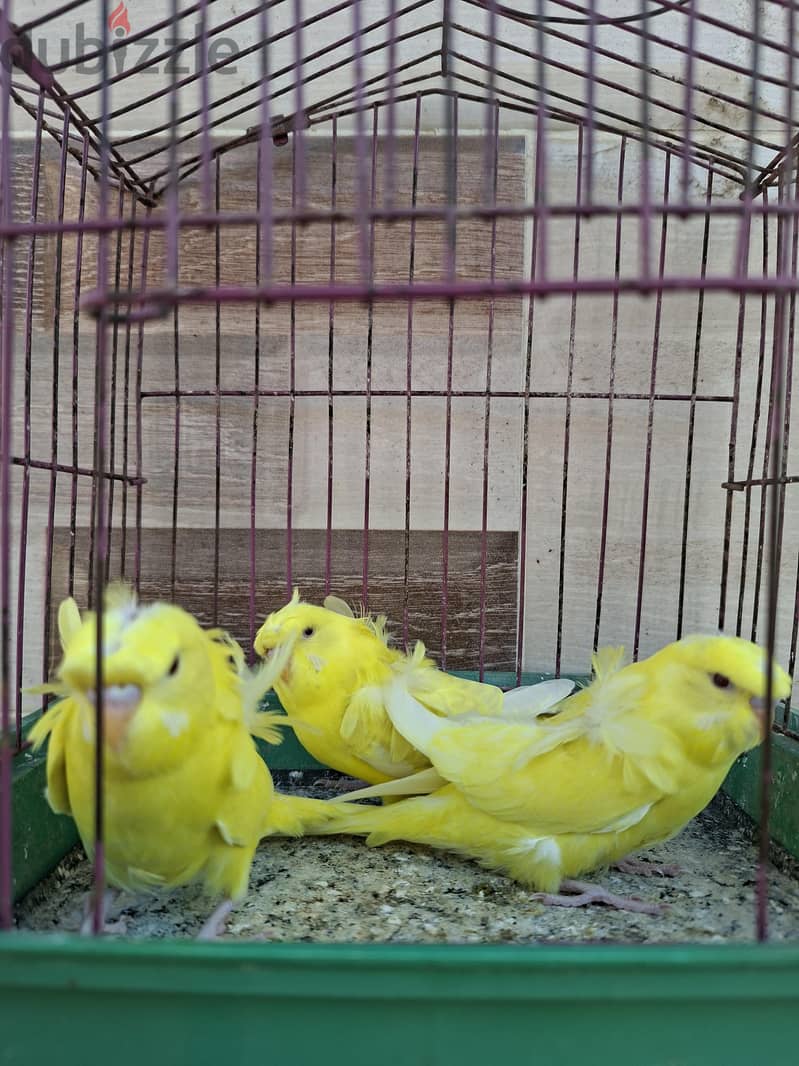 زيادات 1