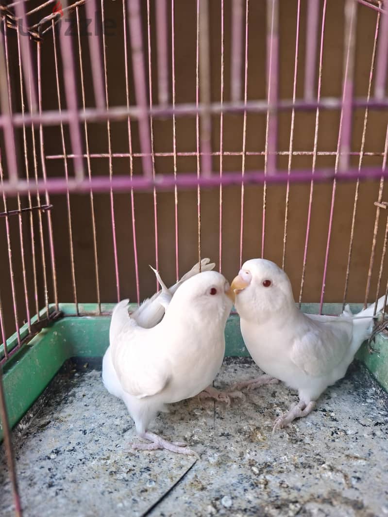 زيادات 3