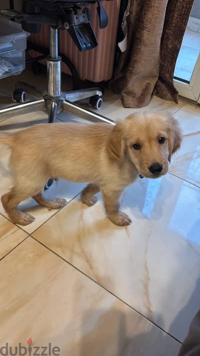 Golden retriever puppy