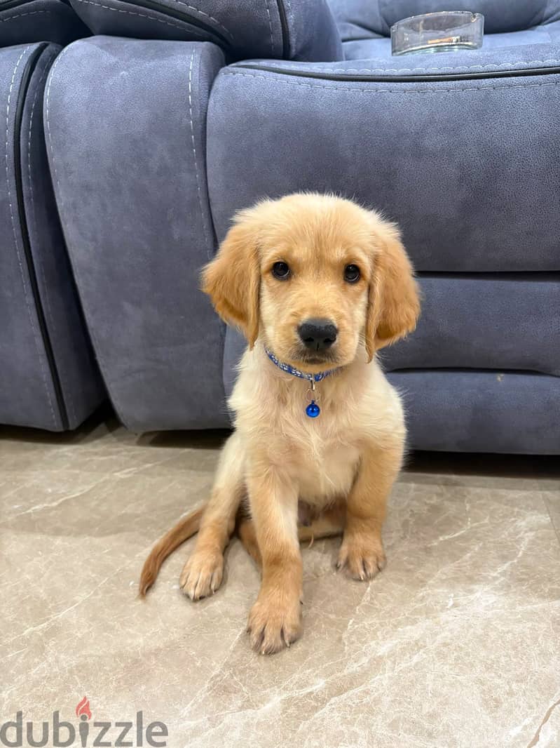 Golden retriever puppy 1