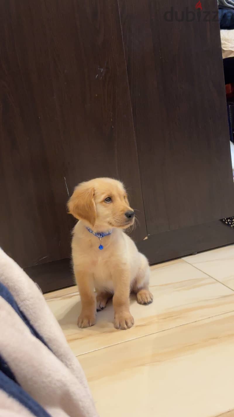 Golden retriever puppy 2