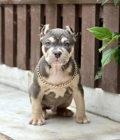 American bully puppy boy from Russia