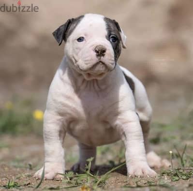 American bulldog puppy boy from Russia