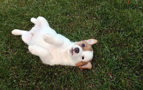 Jack Russell terrier puppy male from Russia