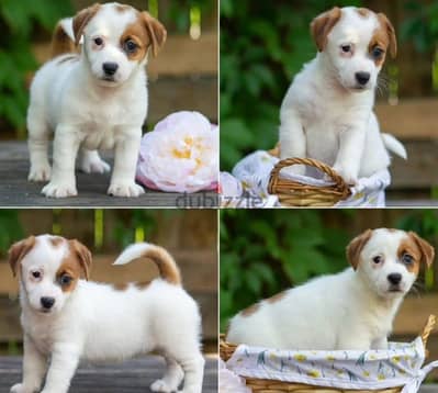Jack Russell terrier puppy female from Russia
