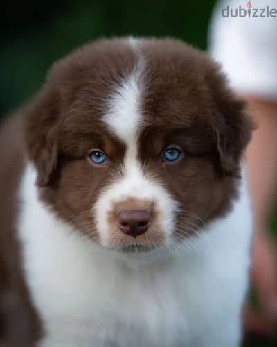Australian shepherd puppy boy from Russia