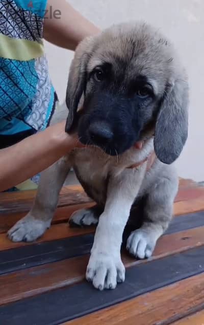 Kangal puppy boy from Russia