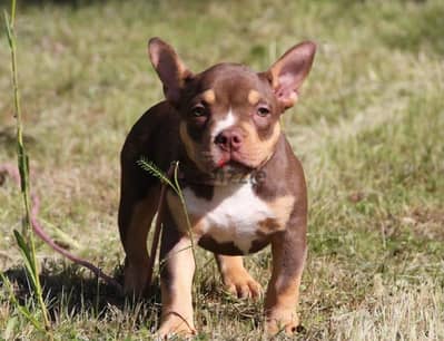 American bully female from Russia