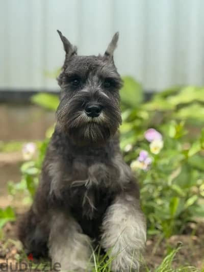 Miniature schnauzer puppy boy from Russia