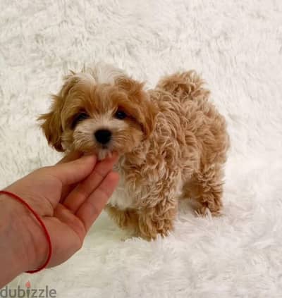 Maltipoo puppy boy from Russia