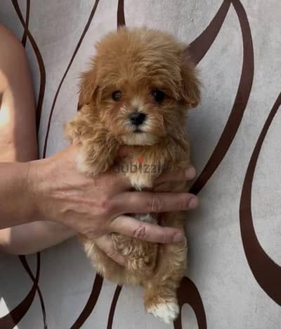 Maltipoo puppy boy from Russia