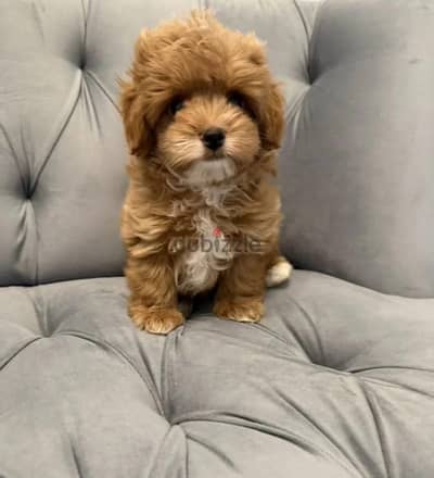 Maltipoo puppy boy from Russia