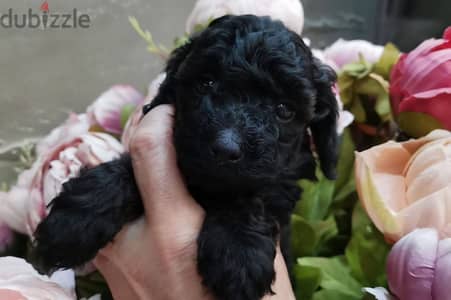 Toy poodle puppy female from Russia