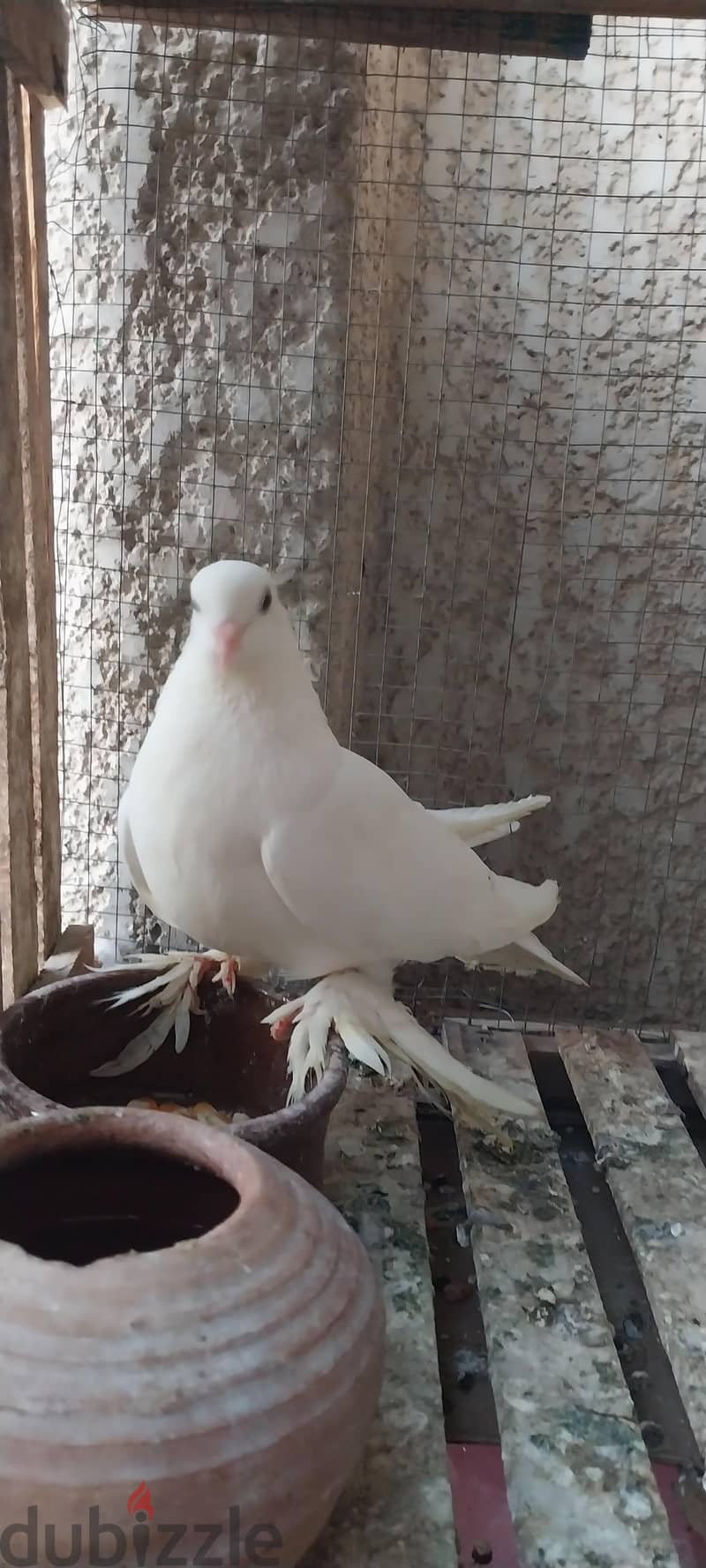 حمام شغال 10