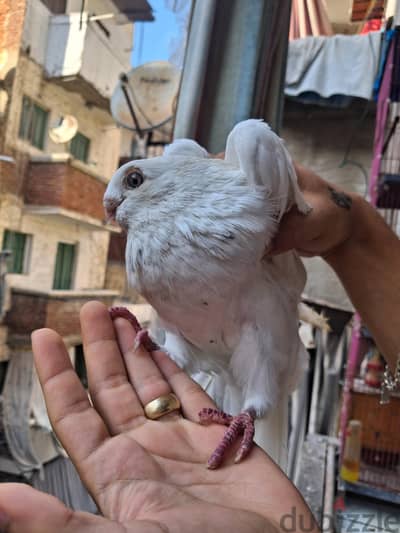 قص عادات