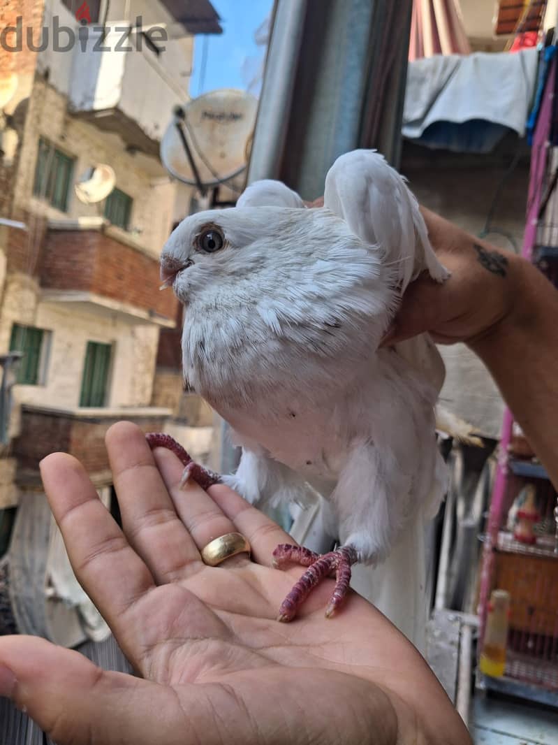 قص عادات 3