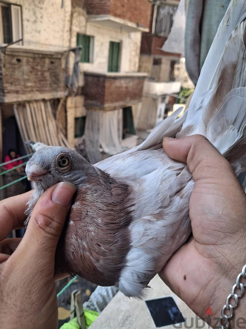 قص عادات 4