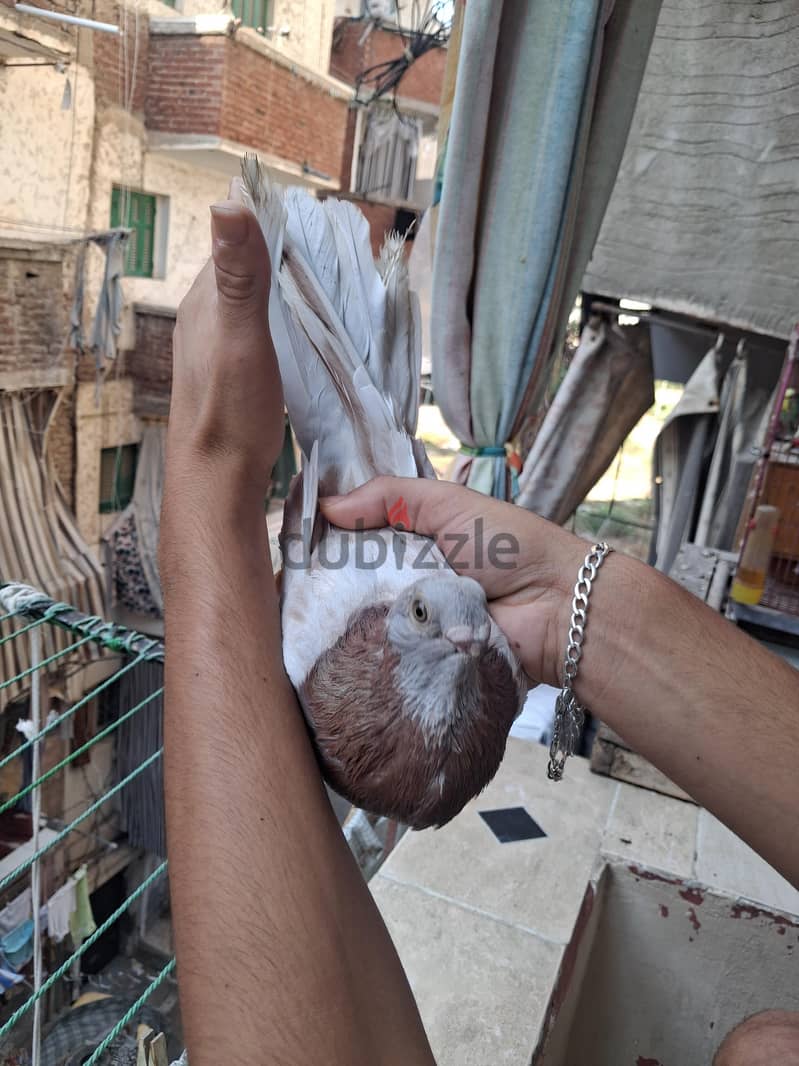 قص عادات 7