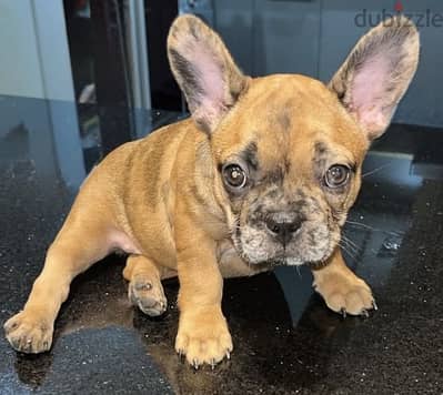 French bulldog