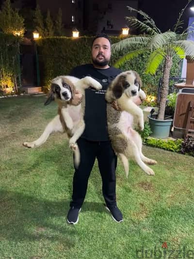 سانت برنارد اعمار مختلفه جراوي وكبار . . saint bernard