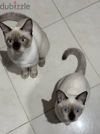 Siamese for sale