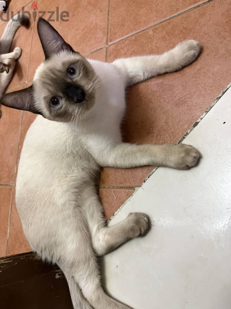 Siamese for sale 1