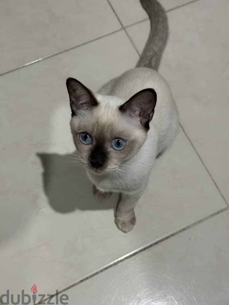 Siamese for sale 2