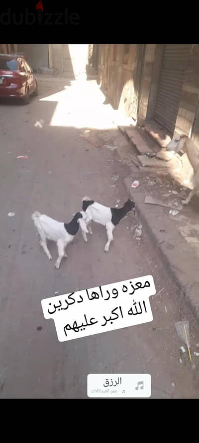 معزه ولده
