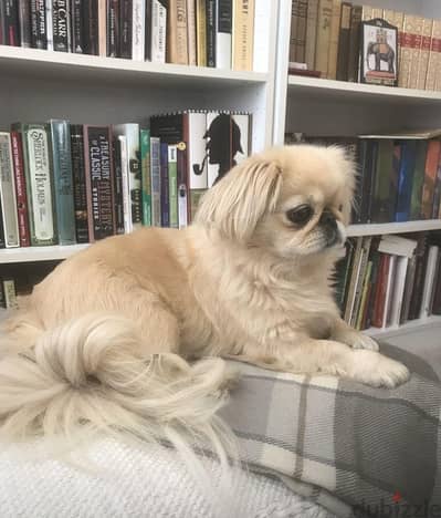 pekingeese female for adoption