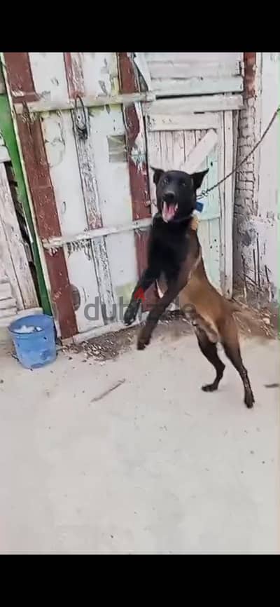 جرو مالينو