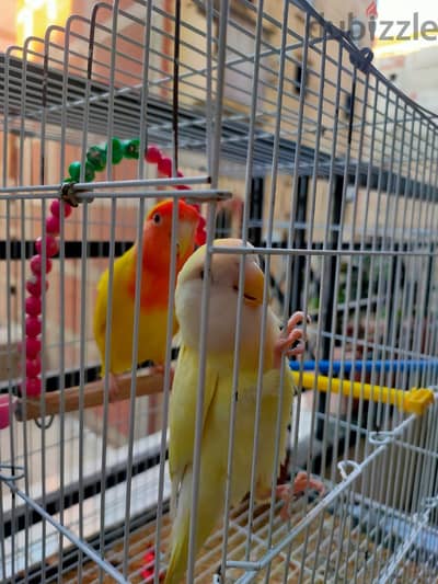 جوز عصافير للبيع