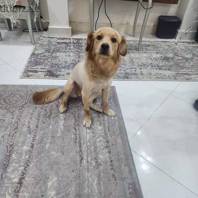 جولدن على شيواوا