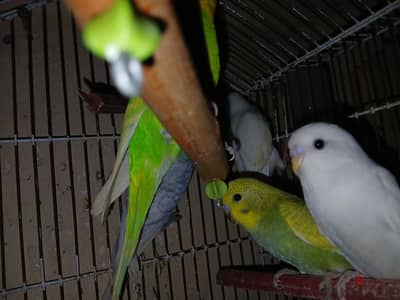 الجوز و ٣ زغاليل بالقفص