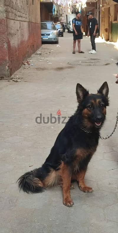 لسرعه البيع نتايه جيرمن