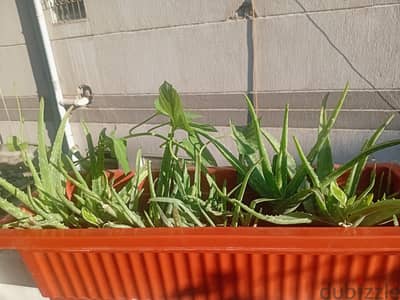 حوض صبار الالوفيرا ٢٠×٦٠ سم يوجد به اكثر من ٢٠ صباره ونبته لباب  قلب