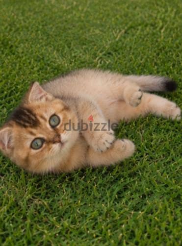 عايز ولد للجواز اسكوتش او بريتش