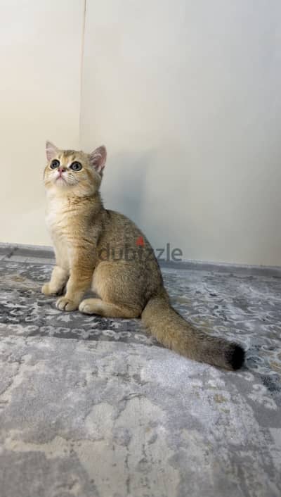 British shorthair cat ny11