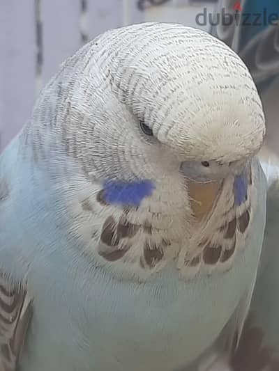 نتايه سردة انجليزي