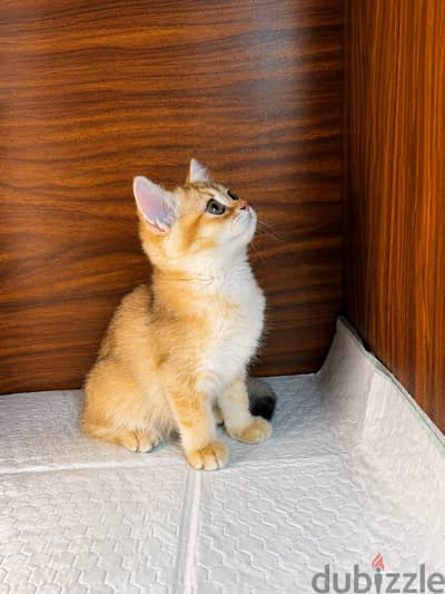 British shorthair cat ny11