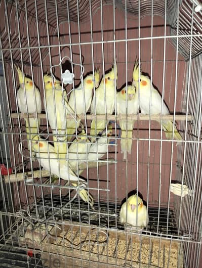 كوكتيل لاتيني وحبشي شبابات كبيره