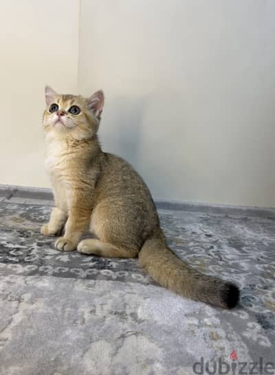 British shorthair cat ny11